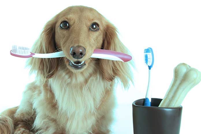 Dental-Care-For-Dogs