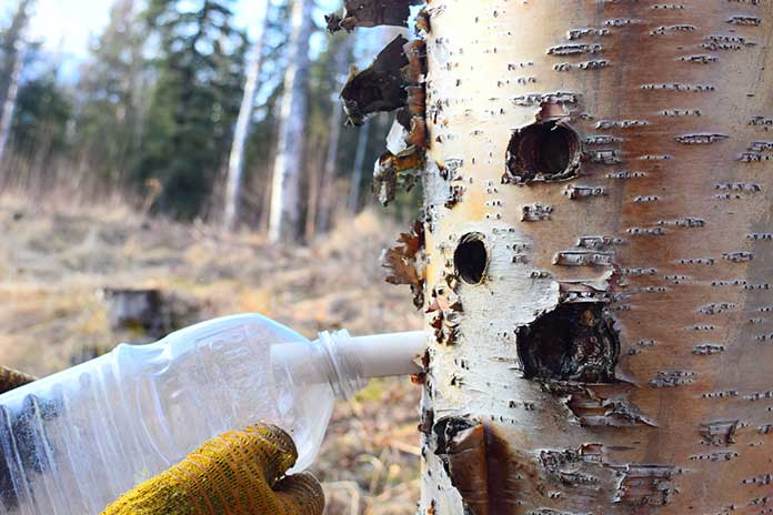 What-Is-Birch-Sap-And-How-Is-It-Used-To-Purify-The-Body-Of-Toxins