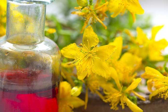 Hypericum-Oil-A-Cure-All-For-The-Skin