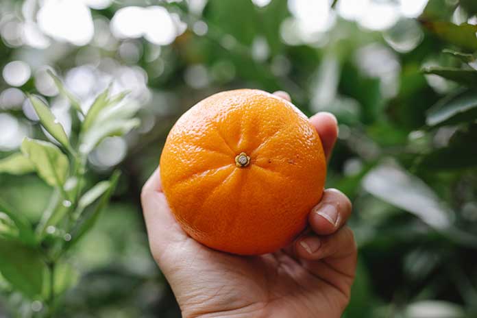 Clementine Peels Six Clever Ways To Recycle Them