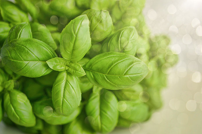 Basil Properties and Nutritional Values